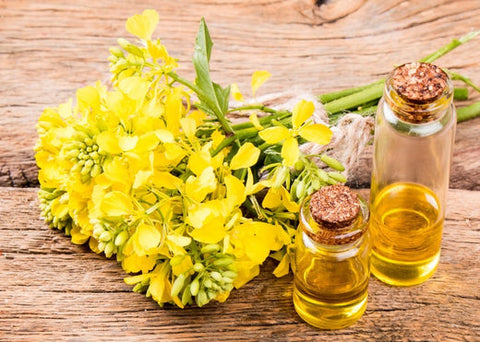 Όλα όσα πρέπει να γνωρίζετε για το κραμβέλαιο | Enallaktiko.gr