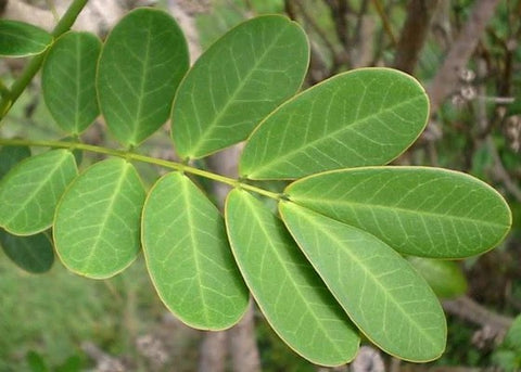 Φύλλα Αιγύπτου - Φύλλα Αλεξανδρείας (Cassia Senna) | Enallaktiko.gr