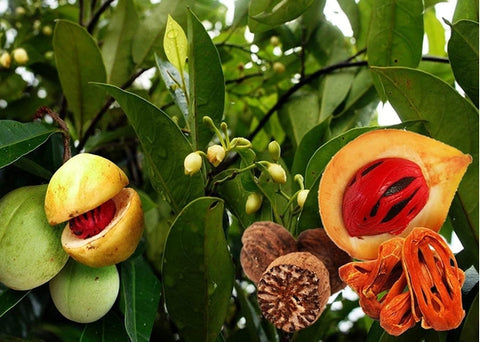 Αιθέριο έλαιο μοσχοκάρυδο - Enallaktiko.gr