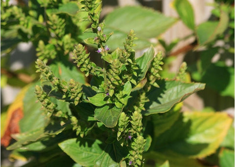Αιθέριο έλαιο πατσουλί - Enallaktiko.gr
