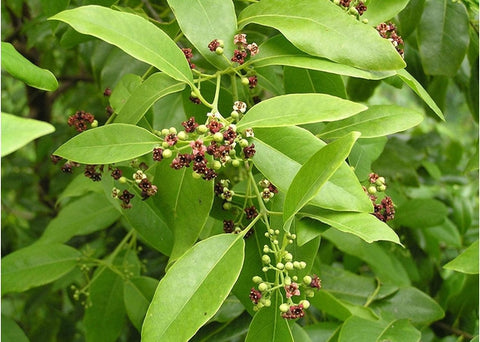 Αιθέριο έλαιο σανδαλόξυλο - Enallaktiko.gr