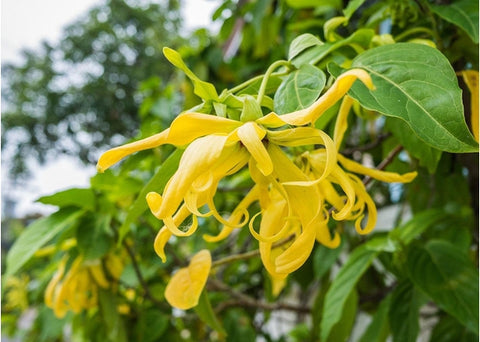 Αιθέριο έλαιο υλάνγκ υλάνγκ - Enallaktiko.gr