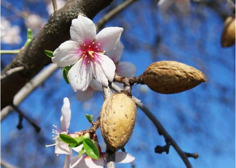 Αμυγδαλέλαιο - Enallaktiko.gr