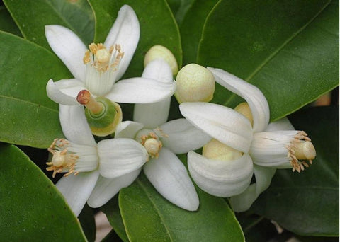 Ανθόνερο εσπεριδοειδών (νερολί) - Enallaktiko.gr