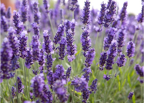 Ανθόνερο λεβάντας - Enallaktiko.gr