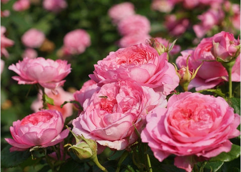 Ανθόνερο τριαντάφυλλο (ροδόνερο) - Enallaktiko.gr