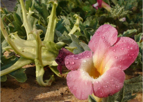 Βάμμα αρπαγόφυτου - Enallaktiko.gr