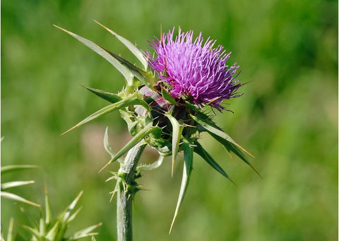 Γαϊδουραγκαθέλαιο ψυχρής έκθλιψης - Enallaktiko.gr