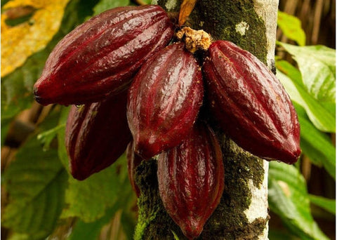 Κακάο BIO 1% λιπαρά Όλα Bio 200g | Enallaktiko.gr