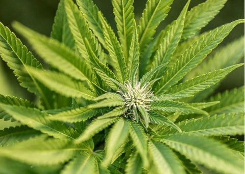 Ακατέργαστοι ανθοί κάνναβης BIO Όλα Bio 25g | Enallaktiko.gr