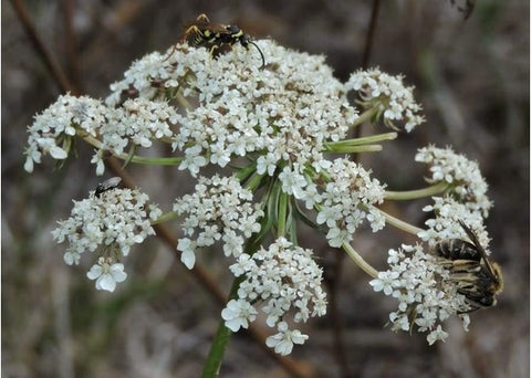 Καροτέλαιο - Enallaktiko.gr