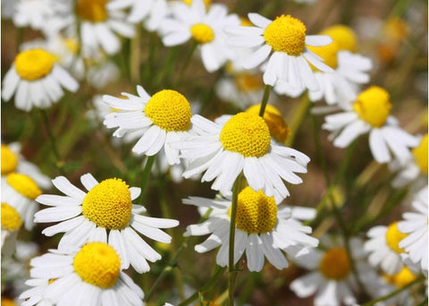 Χαμομήλι - Enallaktiko.gr