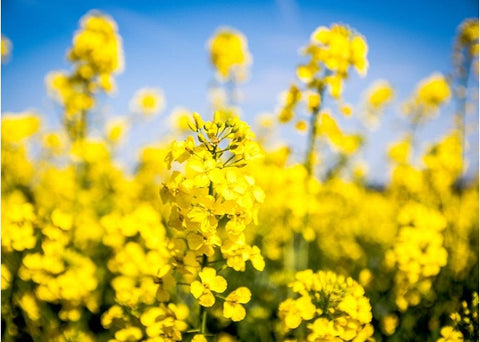 Βιολογικό κραμβέλαιο (λάδι Canola) ψυχρής έκθλιψης - Enallaktiko.gr
