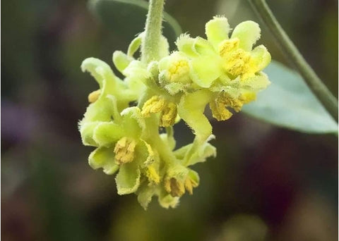 Λάδι χοχόμπα (Jojoba) - Enallaktiko.gr