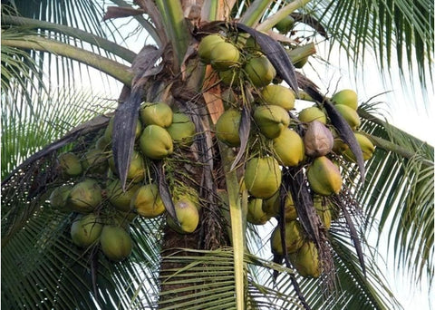 Κλασματοποιημένο (fractionated) λάδι καρύδας - Enallaktiko.gr