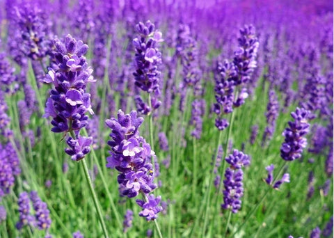 Λεβάντα - Enallaktiko.gr