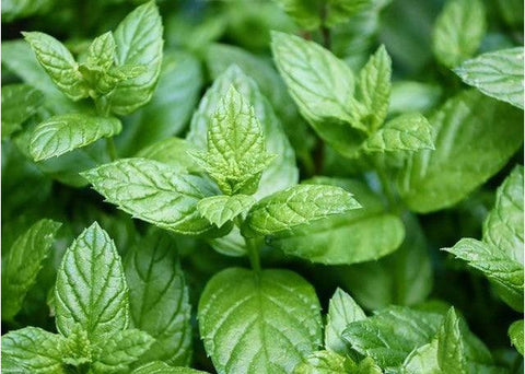 Μέντα - Enallaktiko.gr