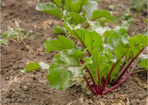 Παντζάρι σκόνη - Enallaktiko.gr