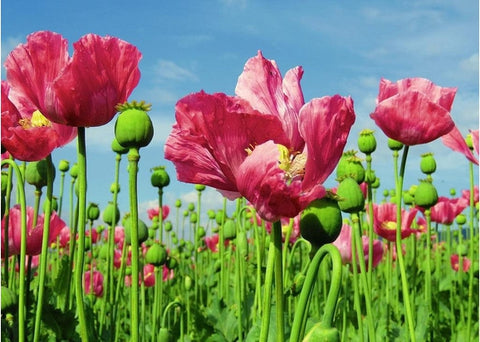 Παπαρουνόσπορος - Enallaktiko.gr