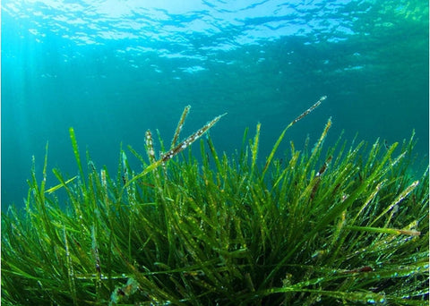 Σπιρουλίνα - Enallaktiko.gr