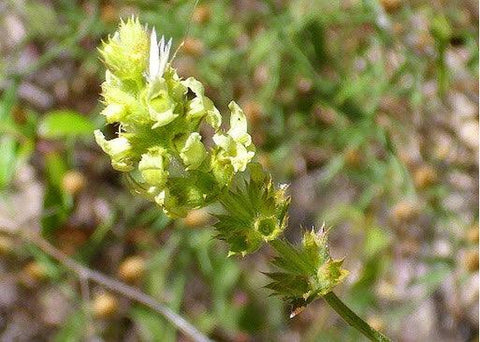 Τσάι του βουνού - Enallaktiko.gr