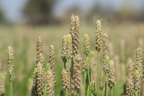 Το ψύλλιο (ψύλλιουμ ή psyllium) είναι οι σπόροι που λαμβάνονται από το φυτό πλαντάγκο (plantago), το οποίο φύεται κυρίως σε περιοχές της Ινδίας και έχει γίνει γνωστό τόσο για τις καθαρτικές, όσο και για τις υπακτικές του ιδιότητες.