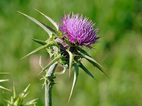 Γαϊδουράγκαθο: Ιδιότητες, δοσολογία & παρενέργειες
