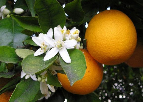 Αιθέριο έλαιο πορτοκάλι - Enallaktiko.gr
