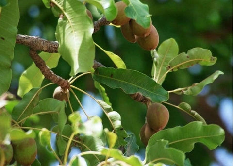 Βούτυρο καριτέ (shea butter) - Enallaktiko.gr