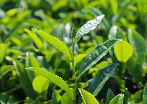 Matcha - Enallaktiko.gr